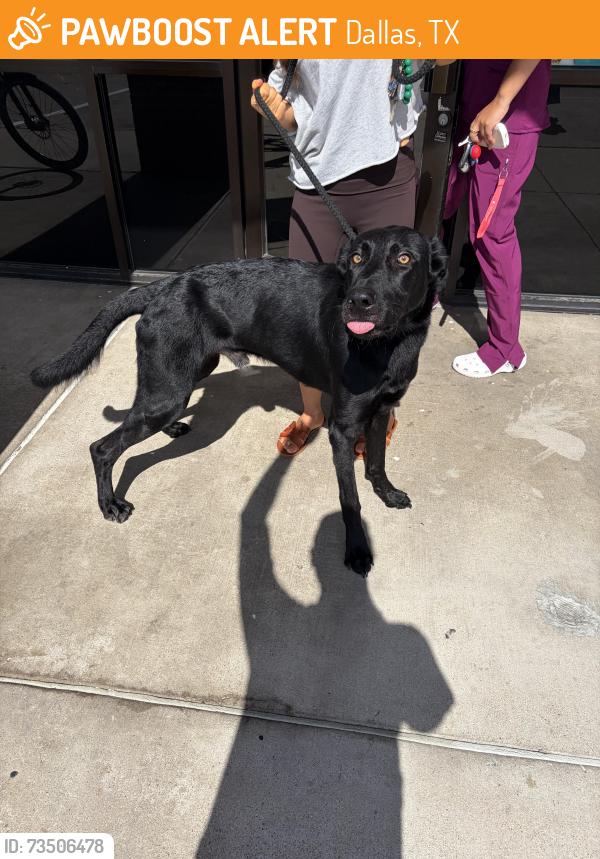 Found/Stray Male Dog last seen Dallas Tollway (Tom Thumb), Dallas, TX 75287