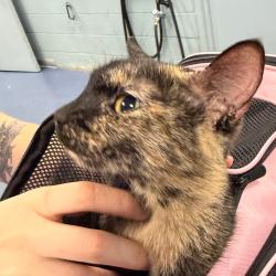 Shelter Stray Female Cat last seen , 980 Guilford College Rd, Greensboro, NC 27409, USA
