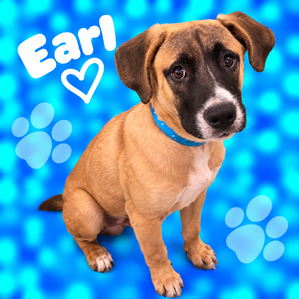 Shelter Stray Male Dog last seen , 2350 Appling City Cove, Memphis, TN 38133, USA