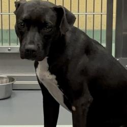 Shelter Stray Female Dog last seen , 2350 Appling City Cove, Memphis, TN 38133, USA