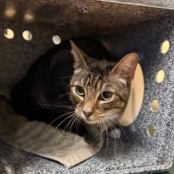 Shelter Stray Female Cat last seen , 361 S Raymond Ave, Pasadena, CA 91105, USA