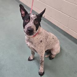 Shelter Stray Male Dog last seen , 2350 Appling City Cove, Memphis, TN 38133, USA