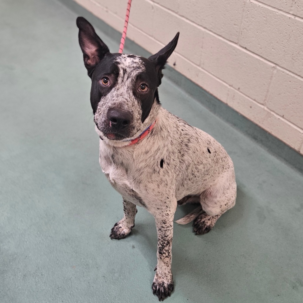 Shelter Stray Male Dog last seen , 2350 Appling City Cove, Memphis, TN 38133, USA