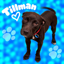 Shelter Stray Male Dog last seen , 2350 Appling City Cove, Memphis, TN 38133, USA