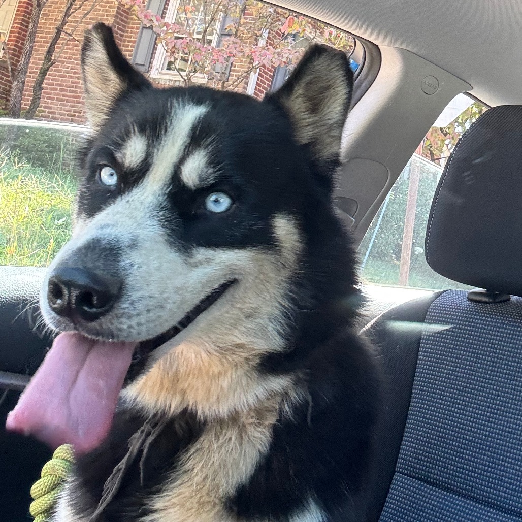 Shelter Stray Male Dog last seen , 5570 Sturmer Park Cir, Winston-Salem, NC 27105, USA