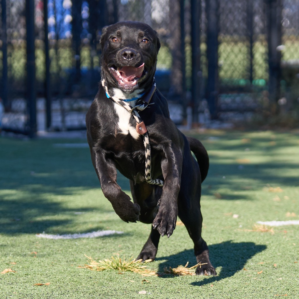 Shelter Stray Male Dog last seen , 2350 Appling City Cove, Memphis, TN 38133, USA