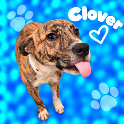Shelter Stray Female Dog last seen , 2350 Appling City Cove, Memphis, TN 38133, USA