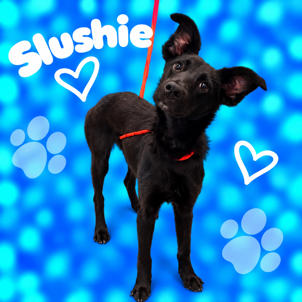 Shelter Stray Male Dog last seen , 2350 Appling City Cove, Memphis, TN 38133, USA