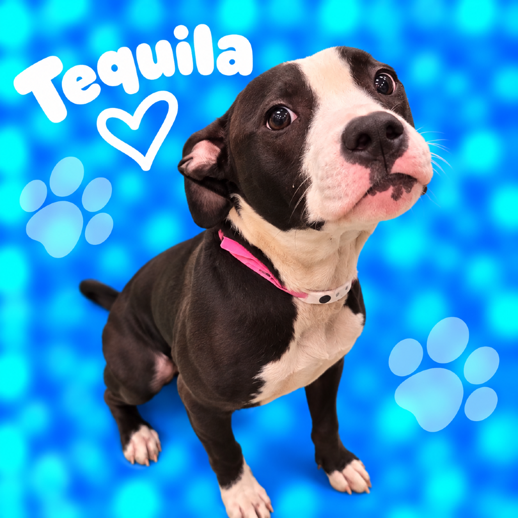Shelter Stray Female Dog last seen , 2350 Appling City Cove, Memphis, TN 38133, USA