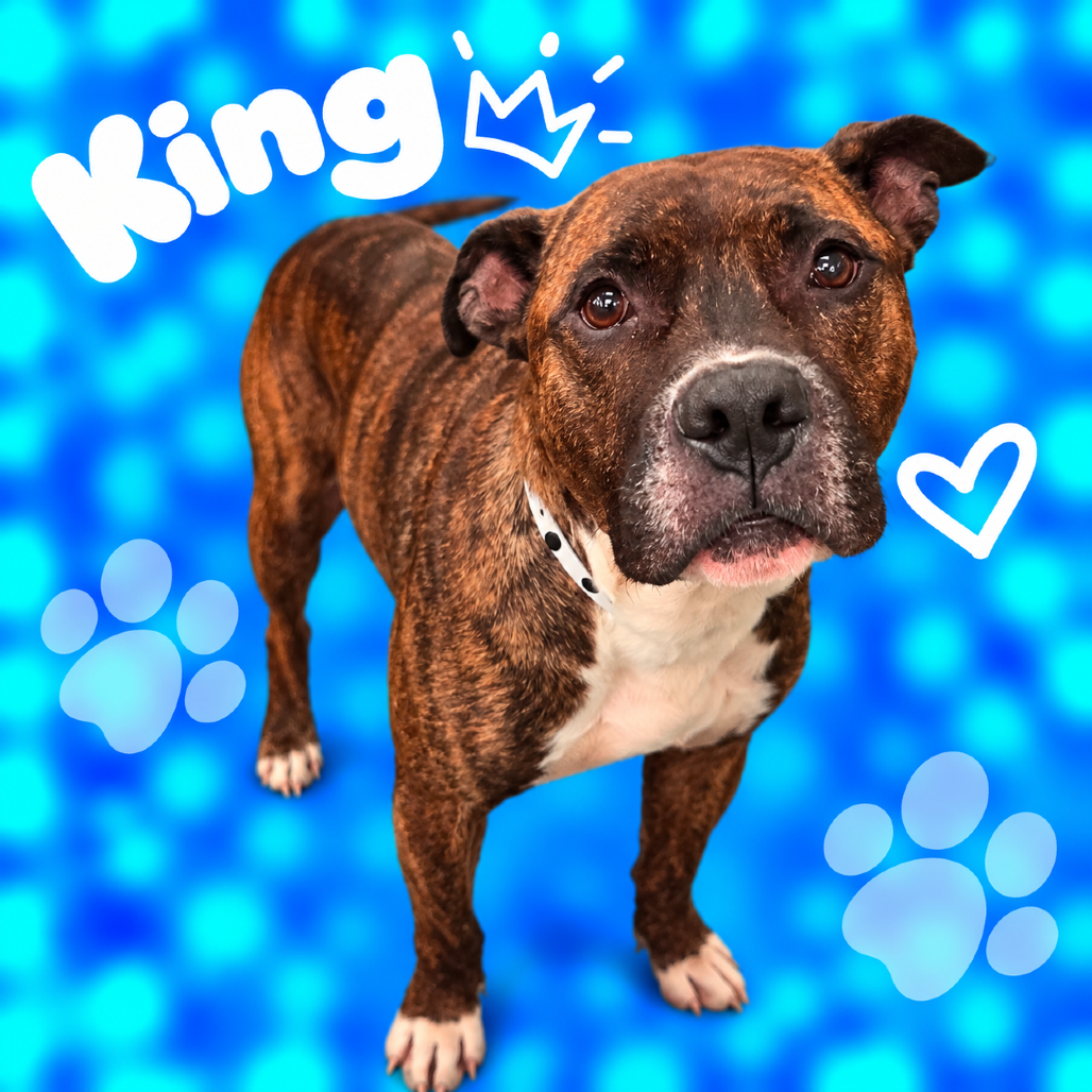 Shelter Stray Male Dog last seen , 2350 Appling City Cove, Memphis, TN 38133, USA