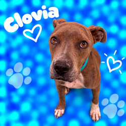 Shelter Stray Female Dog last seen , 2350 Appling City Cove, Memphis, TN 38133, USA