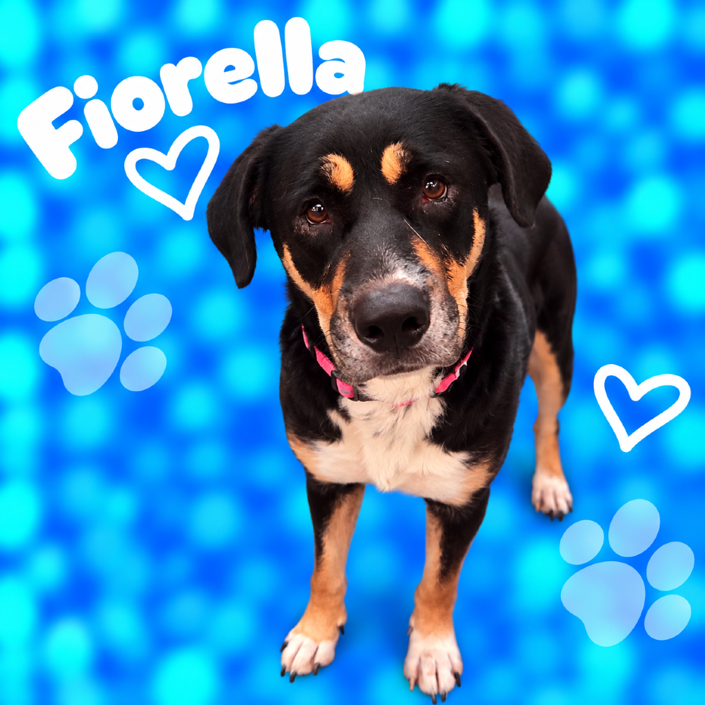 Shelter Stray Female Dog last seen , 2350 Appling City Cove, Memphis, TN 38133, USA