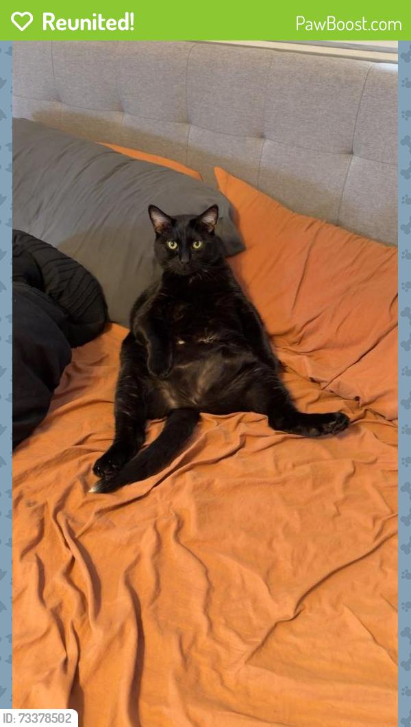 Reunited Male Cat last seen The rail yard, 10th st-12th st, Cheyenne, WY 82001