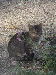 Found/Stray Unknown Cat last seen Phaneuf Cres, Regina, SK S4V 1T7