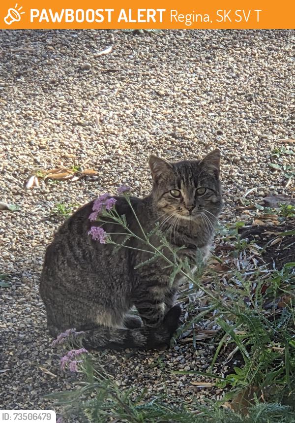 Found/Stray Unknown Cat last seen Phaneuf Cres, Regina, SK S4V 1T7