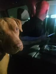 Lost Male Dog last seen Near Mt Rd, Anza, CA 92539, Anza, CA 92539