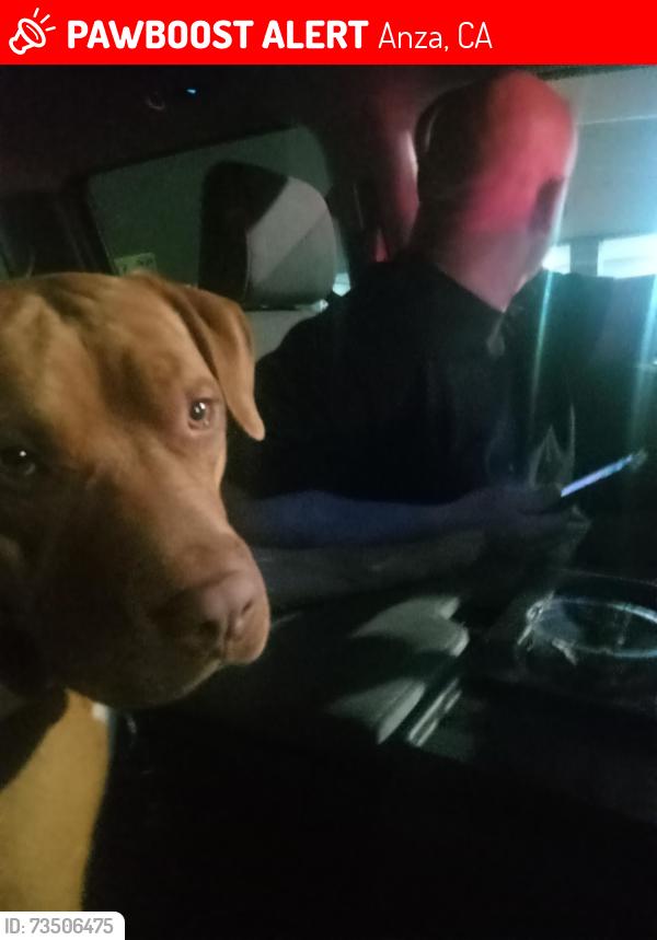 Lost Male Dog last seen Near Mt Rd, Anza, CA 92539, Anza, CA 92539