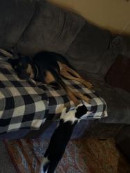Reunited Female Dog last seen Lonesome cedar, Hurricane, WV 25526
