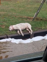 Found/Stray Unknown Dog last seen NW 33rd and Portland Ave, Oklahoma City, OK 73112