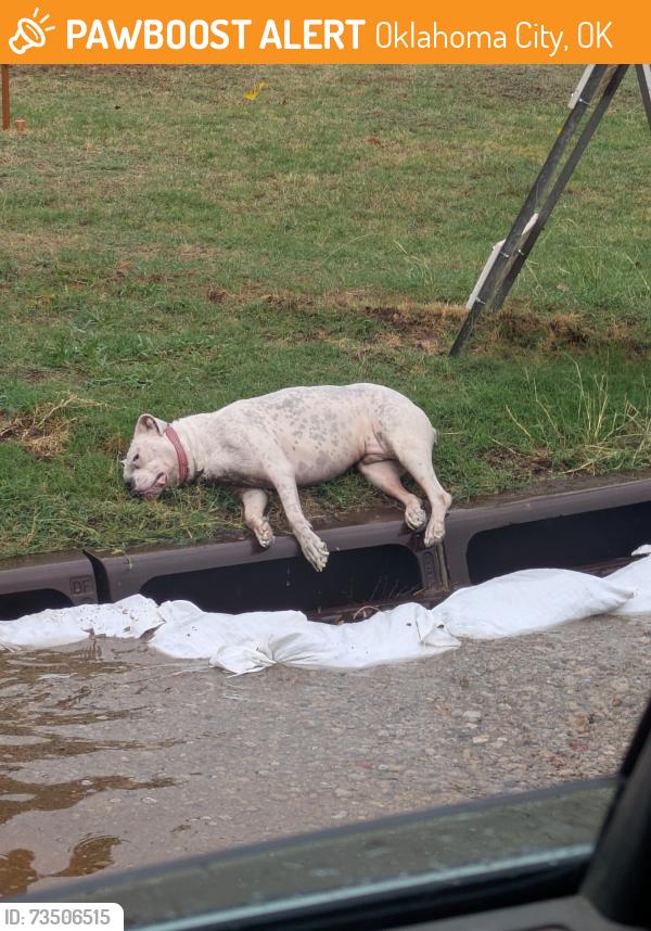 Found/Stray Unknown Dog last seen NW 33rd and Portland Ave, Oklahoma City, OK 73112