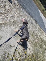 Reunited Male Dog last seen Pit stop, Gray's Creek, NC 28348