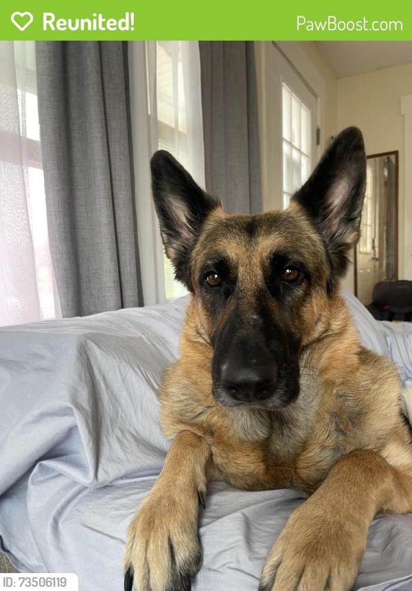 Reunited Female Dog last seen Near South Montgomery St, Tacoma, WA 98409