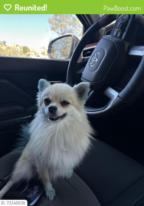 Reunited Female Dog last seen steve ave, Jurupa Valley, CA 92509