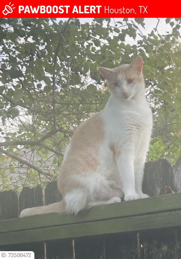 Lost Female Cat last seen Clydesdale street and Cairnway, Houston, TX 77084