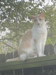 Lost Female Cat last seen Clydesdale street and Cairnway, Houston, TX 77084