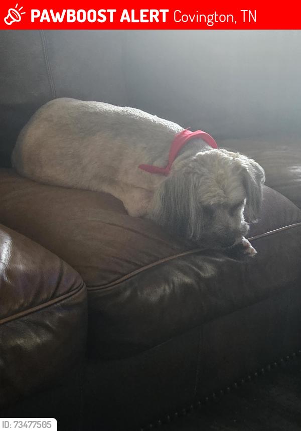 Lost Male Dog last seen Mt. Carmel rd and academic way, Covington, TN 38019