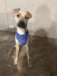 Reunited Male Dog last seen Browne Ave and north Oklahoma Ave, Brownsville, TX 78521