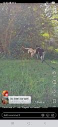 Reunited Female Dog last seen Walker Road and Morganton Road, Maryville, TN 37737