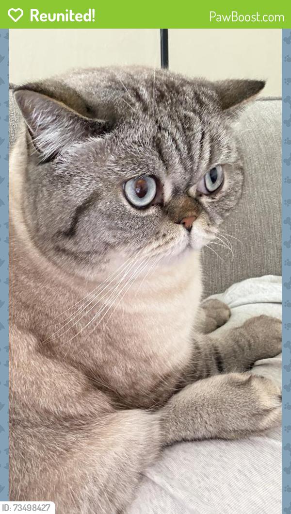 Reunited Male Cat last seen 32nd and Geary blvd, San Francisco, CA 94121
