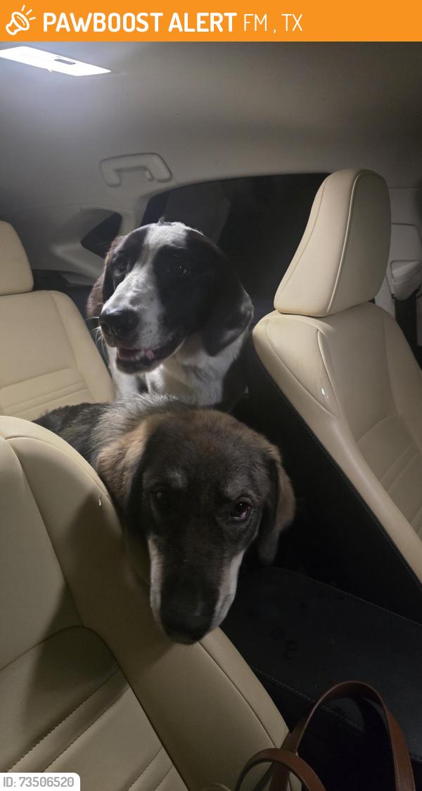Found/Stray Unknown Dog last seen Fm 56 and cr 1523 Morgan outside entrance to Canyons neighborhood, FM 56, TX 76652