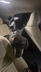 Found/Stray Unknown Dog last seen Fm 56 and cr 1523 Morgan outside entrance to Canyons neighborhood, FM 56, TX 76652