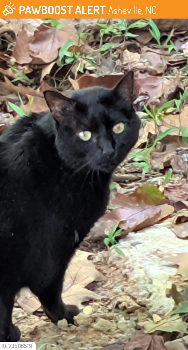 Found/Stray Unknown Cat last seen Spooks Branch at Bassett, Asheville, NC 28804