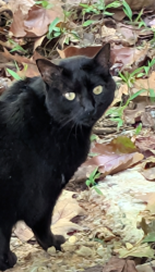 Found/Stray Unknown Cat last seen Spooks Branch at Bassett, Asheville, NC 28804
