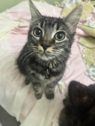 Lost Female Cat last seen Parkside Intermediate School, San Bruno, CA 94066
