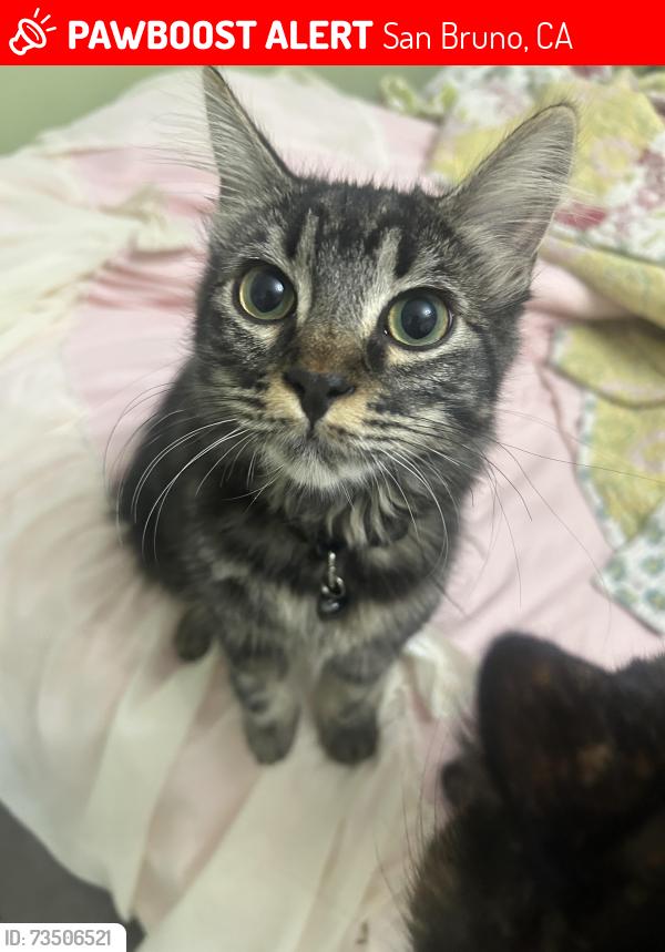Lost Female Cat last seen Parkside Intermediate School, San Bruno, CA 94066