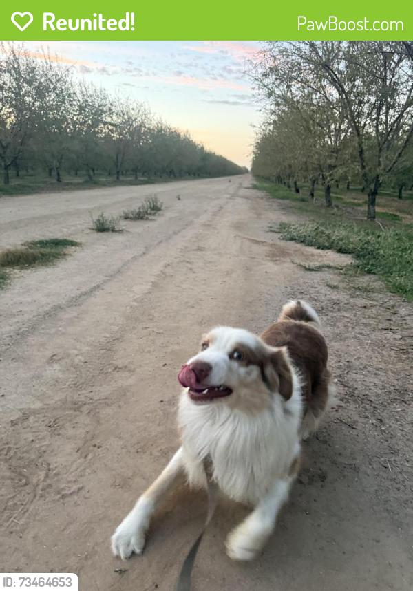 Reunited Male Dog last seen Empire street Stockton, Stockton, CA 95205