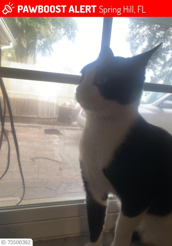 Lost Male Cat last seen Landover, Spring Hill, FL 34609