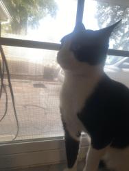 Lost Male Cat last seen Landover, Spring Hill, FL 34609