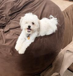 Reunited Female Dog last seen Colorado Ave and Chapman Rd in Randallstown MD, Randallstown, MD 21133