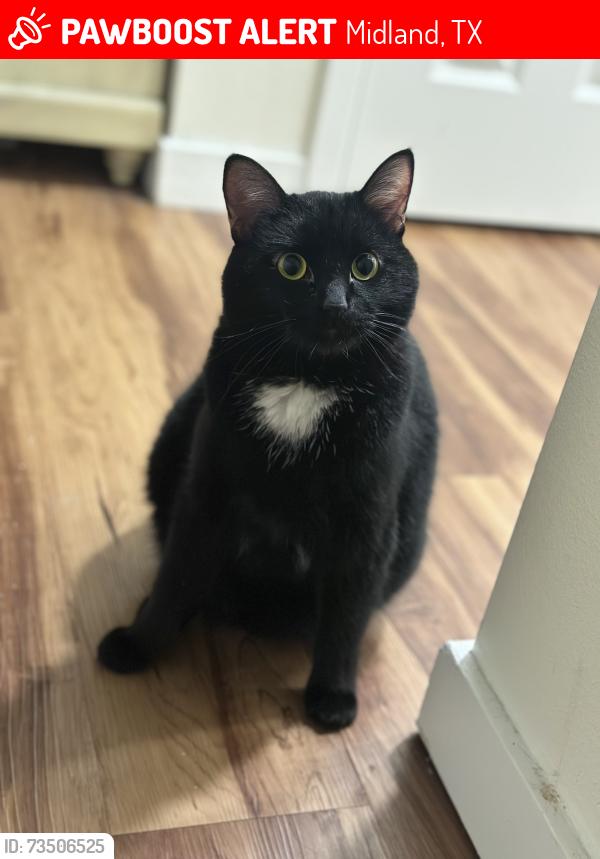 Lost Female Cat last seen Delmar st, Midland, TX 79703