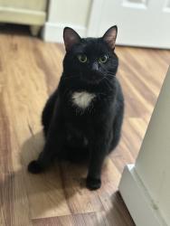Lost Female Cat last seen Delmar st, Midland, TX 79703