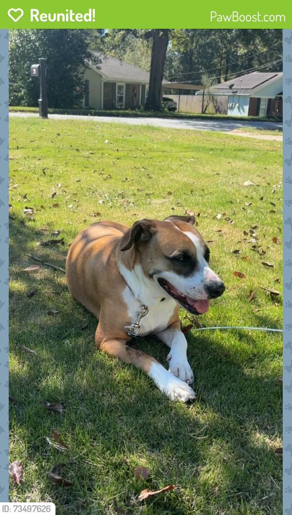 Reunited Female Dog last seen Woodland Dr Columbus GA and Alta Vista Dr Columbus GA, Columbus, GA 31907