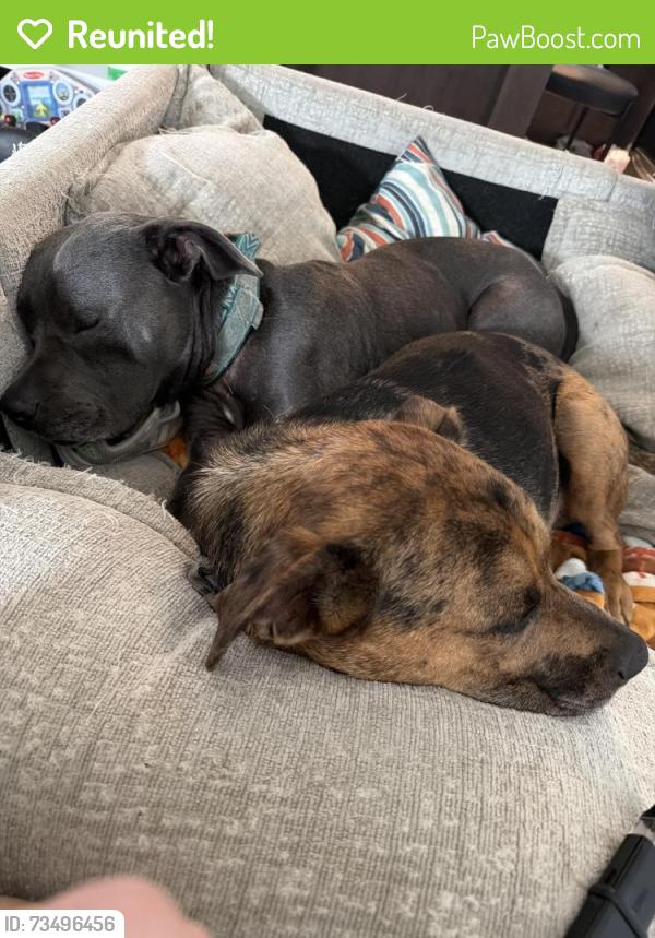 Reunited Male Dog last seen Near East Buffalo Church Road Washington Pa, Washington, PA 15301