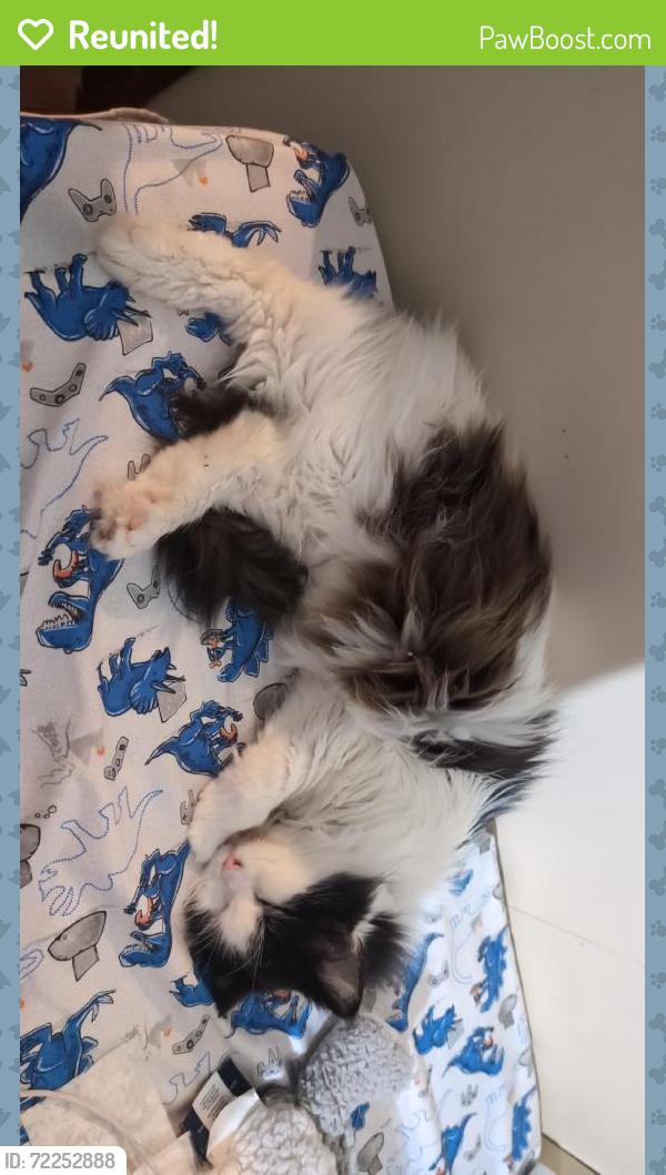 Reunited Female Cat last seen Near Windgate W Rd, Oklahoma City, OK 73179, USA, Oklahoma City, OK 73179