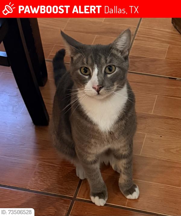 Lost Female Cat last seen Bessie Dr and Hord st 75211, Dallas, TX 75211