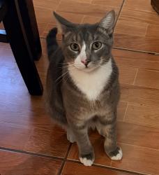 Lost Female Cat last seen Bessie Dr and Hord st 75211, Dallas, TX 75211
